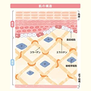 肌の構造
